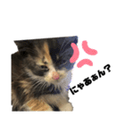 うちの三毛猫めいさん（個別スタンプ：11）