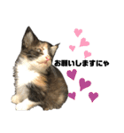 うちの三毛猫めいさん（個別スタンプ：12）