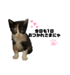 うちの三毛猫めいさん（個別スタンプ：13）