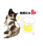うちの三毛猫めいさん（個別スタンプ：14）