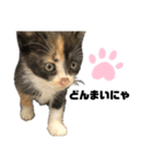 うちの三毛猫めいさん（個別スタンプ：15）