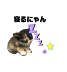 うちの三毛猫めいさん（個別スタンプ：16）