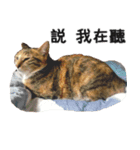 Ψ・ニャニャのリアルな日常（個別スタンプ：1）