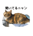 Ψ・ニャニャのリアルな日常（個別スタンプ：2）