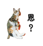Ψ・ニャニャのリアルな日常（個別スタンプ：3）