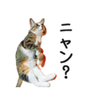 Ψ・ニャニャのリアルな日常（個別スタンプ：4）