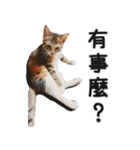 Ψ・ニャニャのリアルな日常（個別スタンプ：5）