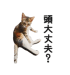 Ψ・ニャニャのリアルな日常（個別スタンプ：6）