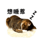 Ψ・ニャニャのリアルな日常（個別スタンプ：7）