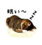 Ψ・ニャニャのリアルな日常（個別スタンプ：8）