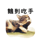Ψ・ニャニャのリアルな日常（個別スタンプ：9）