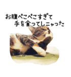 Ψ・ニャニャのリアルな日常（個別スタンプ：10）