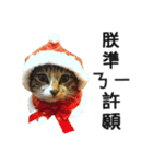 Ψ・ニャニャのリアルな日常（個別スタンプ：11）