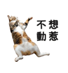 Ψ・ニャニャのリアルな日常（個別スタンプ：13）
