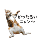Ψ・ニャニャのリアルな日常（個別スタンプ：14）