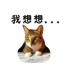 Ψ・ニャニャのリアルな日常（個別スタンプ：15）