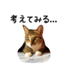 Ψ・ニャニャのリアルな日常（個別スタンプ：16）