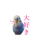 セキセイインコのピヨマル（個別スタンプ：1）