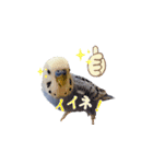 セキセイインコのピヨマル（個別スタンプ：4）