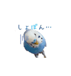 セキセイインコのピヨマル（個別スタンプ：5）