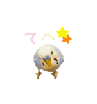 セキセイインコのピヨマル（個別スタンプ：6）