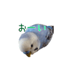 セキセイインコのピヨマル（個別スタンプ：7）