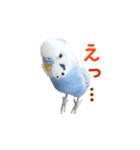 セキセイインコのピヨマル（個別スタンプ：9）
