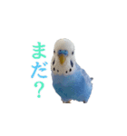 セキセイインコのピヨマル（個別スタンプ：10）