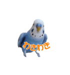 セキセイインコのピヨマル（個別スタンプ：11）