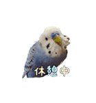 セキセイインコのピヨマル（個別スタンプ：12）