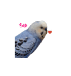 セキセイインコのピヨマル（個別スタンプ：14）