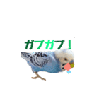 セキセイインコのピヨマル（個別スタンプ：15）