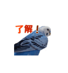 セキセイインコのピヨマル（個別スタンプ：16）