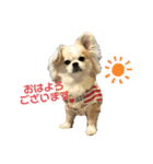 ごんべの使いやすいスタンプ（個別スタンプ：2）