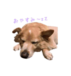 ソラとレオン（個別スタンプ：7）