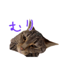 ソラとレオン（個別スタンプ：17）