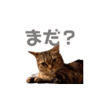 ソラとレオン（個別スタンプ：18）