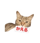 ソラとレオン（個別スタンプ：19）