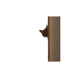 ソラとレオン（個別スタンプ：21）