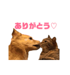 ソラとレオン（個別スタンプ：23）