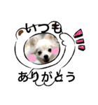 ポメラニアンのナミNO5（個別スタンプ：5）