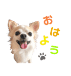 まりぶすたんぷ（個別スタンプ：1）