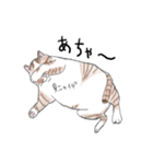 親戚のぽってり猫達（個別スタンプ：38）