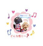 ウチの子トイプー みっちぃ＆アリエル（個別スタンプ：7）