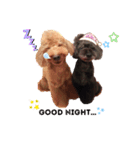 ウチの子トイプー みっちぃ＆アリエル（個別スタンプ：12）