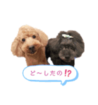 ウチの子トイプー みっちぃ＆アリエル（個別スタンプ：15）