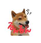 紅次郎と茶々1（個別スタンプ：1）