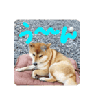 紅次郎と茶々1（個別スタンプ：3）