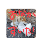 紅次郎と茶々1（個別スタンプ：7）
