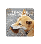 紅次郎と茶々1（個別スタンプ：8）